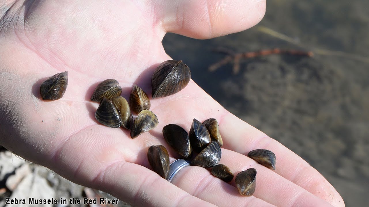 Aquatic Nuisance Species NDGNF YouTube