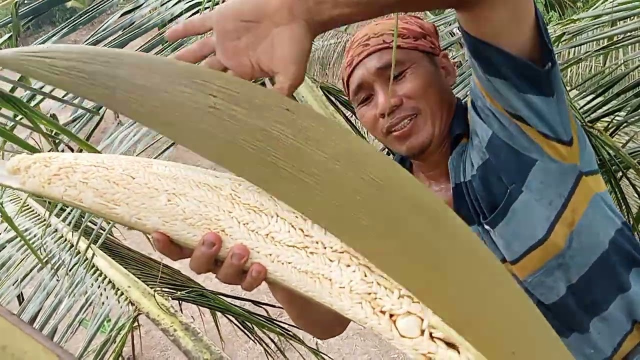 tahap awal penyadapan pohon klpa bgtu mahirr mngunakan golok yg bgtu tajam meskipun diterik pnas