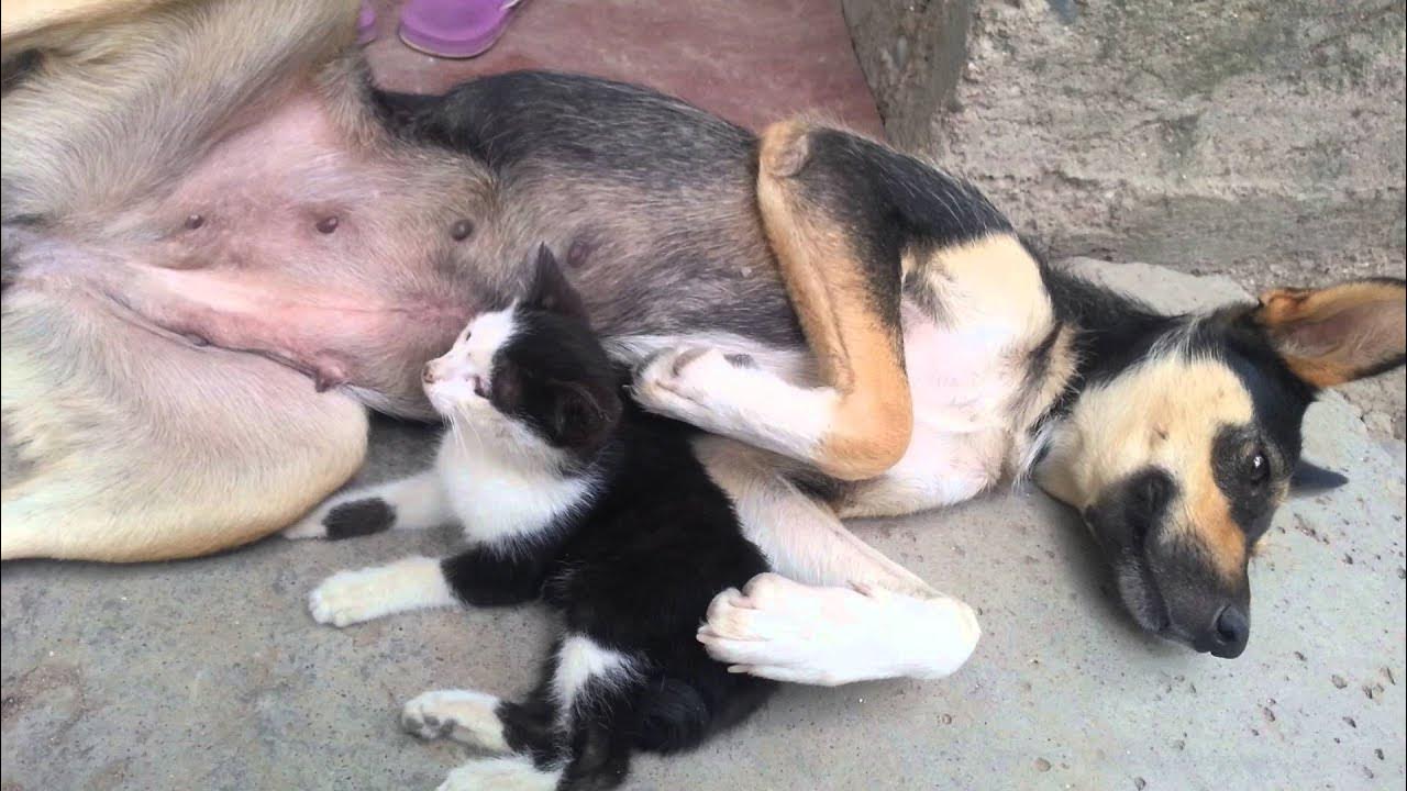 Собака кормит щенков. Хозяин кормит собаку. Собака не дает щенка. Собака кормит щенков. Golden retriever щенок.