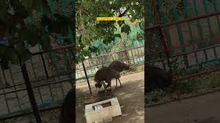 لقطه ل طائر النعام في حديقة ال حيوان تعز اليمن