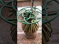 Creative Flower Pot Idea You Must Try 🌸 #CreativePot #GardenHack