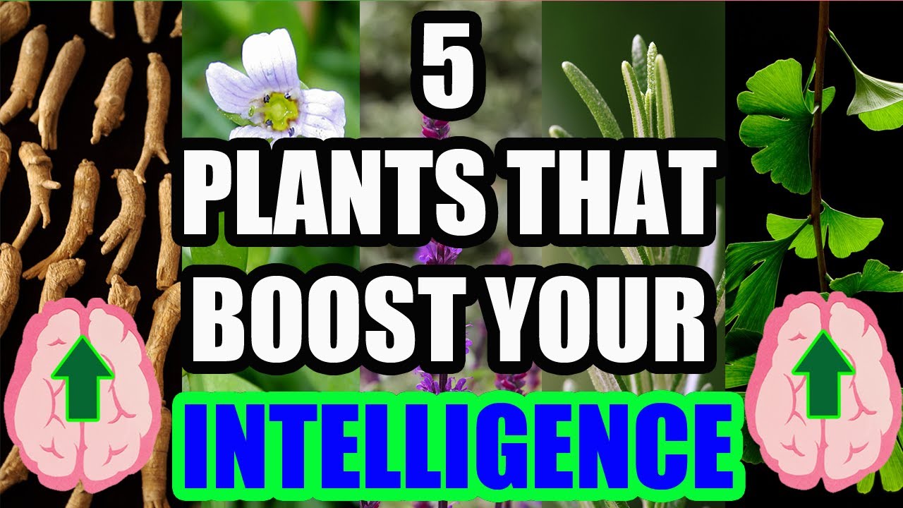 5 plants to INCREASE INTELLIGENCE YouTube