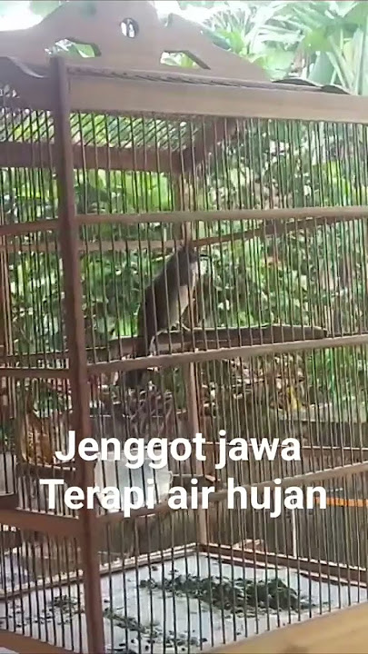 jenggot jawa gacor dengan terapi air hujan