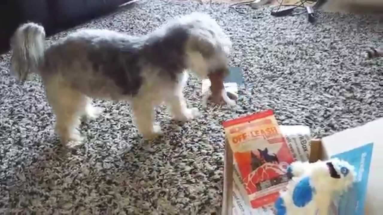 Shasta's Favorite Bark Box Squeaky Toy YouTube