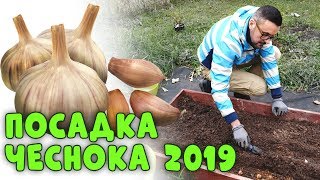 ПОСАДКА ЧЕСНОКА НА ЗИМУ 2019. ЛУЧШИЙ СПОСОБ ПОСАДКИ + ВСЕ, ЧТО НУЖНО ЗНАТЬ ПРИ ПОСАДКЕ ЧЕСНОКА