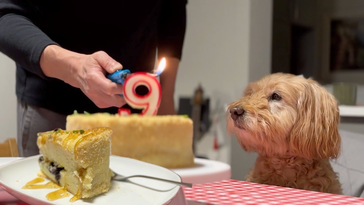 Our dog's birthday with a fluffy gluten free cake