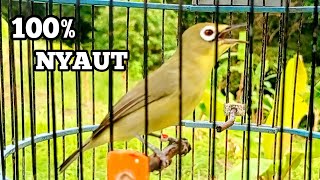 Solusi jitu atasi kecial macet akibat mabung dijamin ikut nyaut//masteran kecial kuning