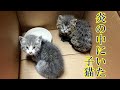【九死に一生】燃え盛る炎の中から鳴き声が・・・。 「あんなところに・・・。」カメラマンがとった驚きの行動とは！？【心打たれる話】