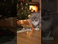 Poor Cat #cat #christmas