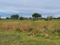 mikumi Safari uncut Tanzania with Jambo Bwana