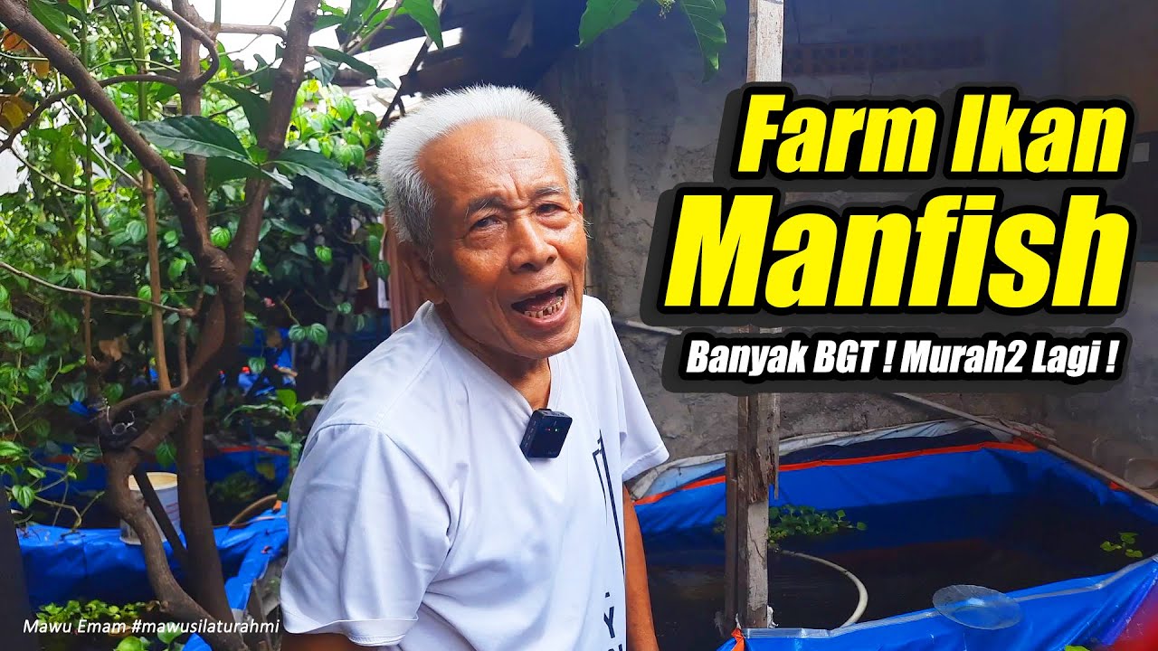 Jalan-Jalan Ke farm Manfish, Gil44 ikan nya banyak banget dan murah2 ! Auto Borong !