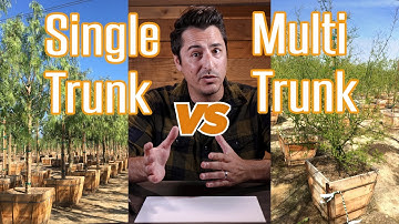 Single Trunk vs Multi Trunk Trees | Which One Should You Pick?