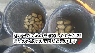 春じゃがいも(メークイン) ポット栽培2021、収穫❗️【第2弾】はヘソ側の種芋を胴切りしたやつの収量はいかに⁉️