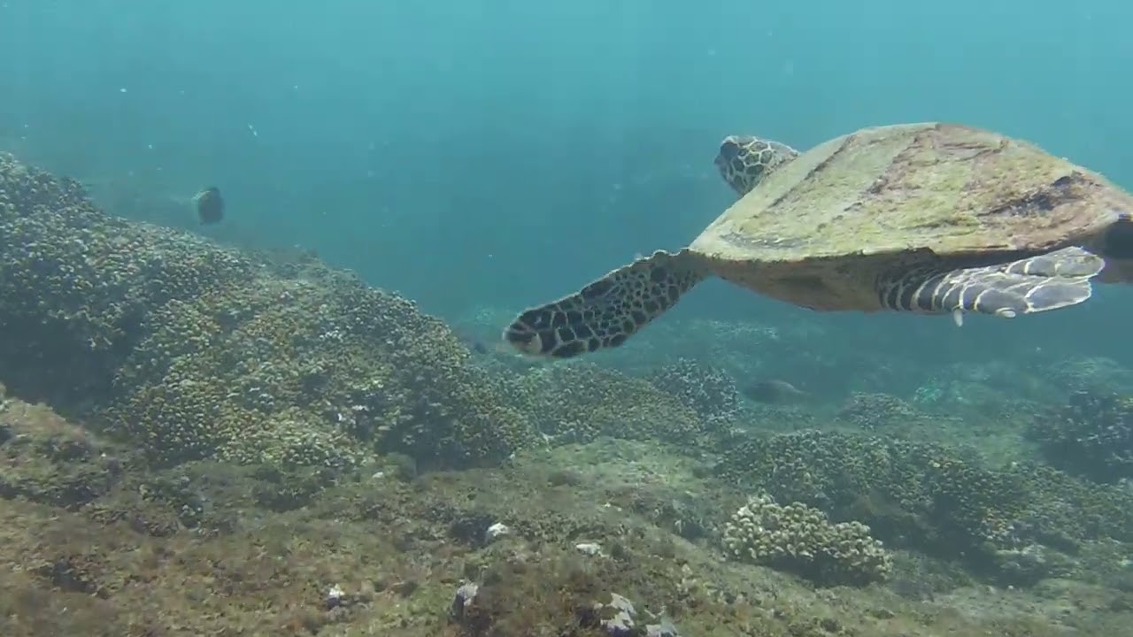 Snorkeling with a Turtle at Caño Island Biological Reserve! - YouTube