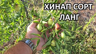 картинка: Хинап сорт ЛАНГ / Градина без копане / Tony's permaculture garden