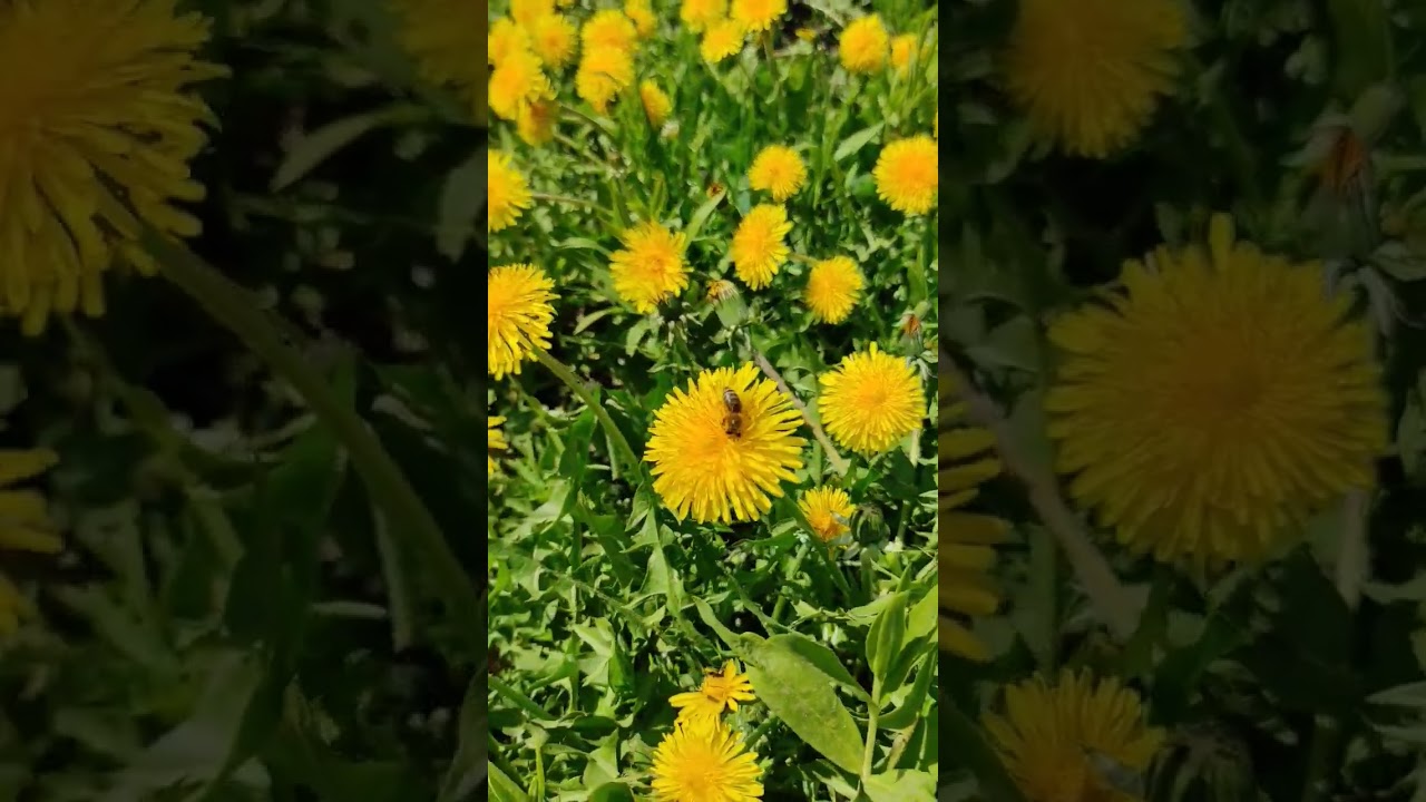 #лечебныетравы