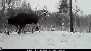 Поединок взрослых лосей в Керженском заповеднике