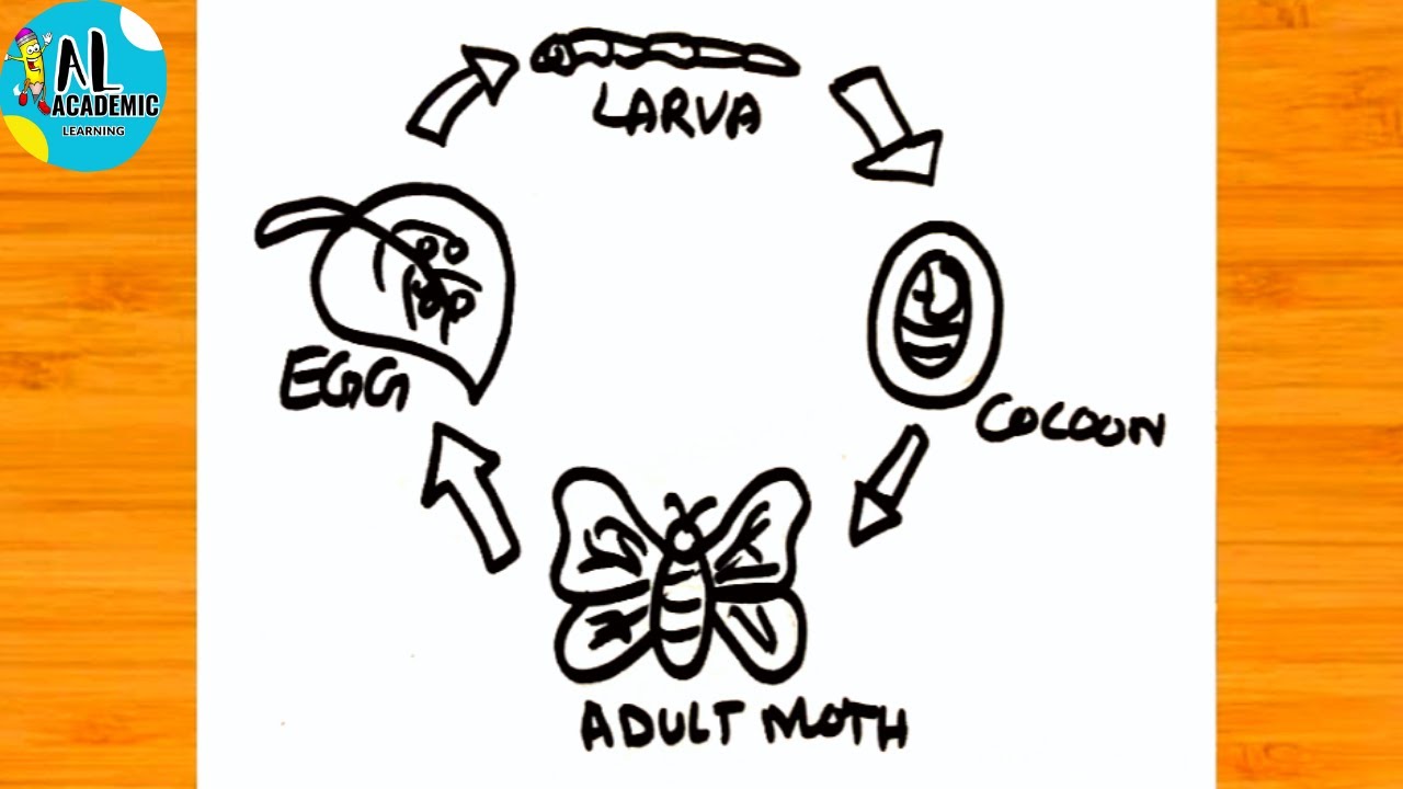 Silk Worm Life Cycle | How to draw Life Cycle of Silk Worm | Life Cycle ...