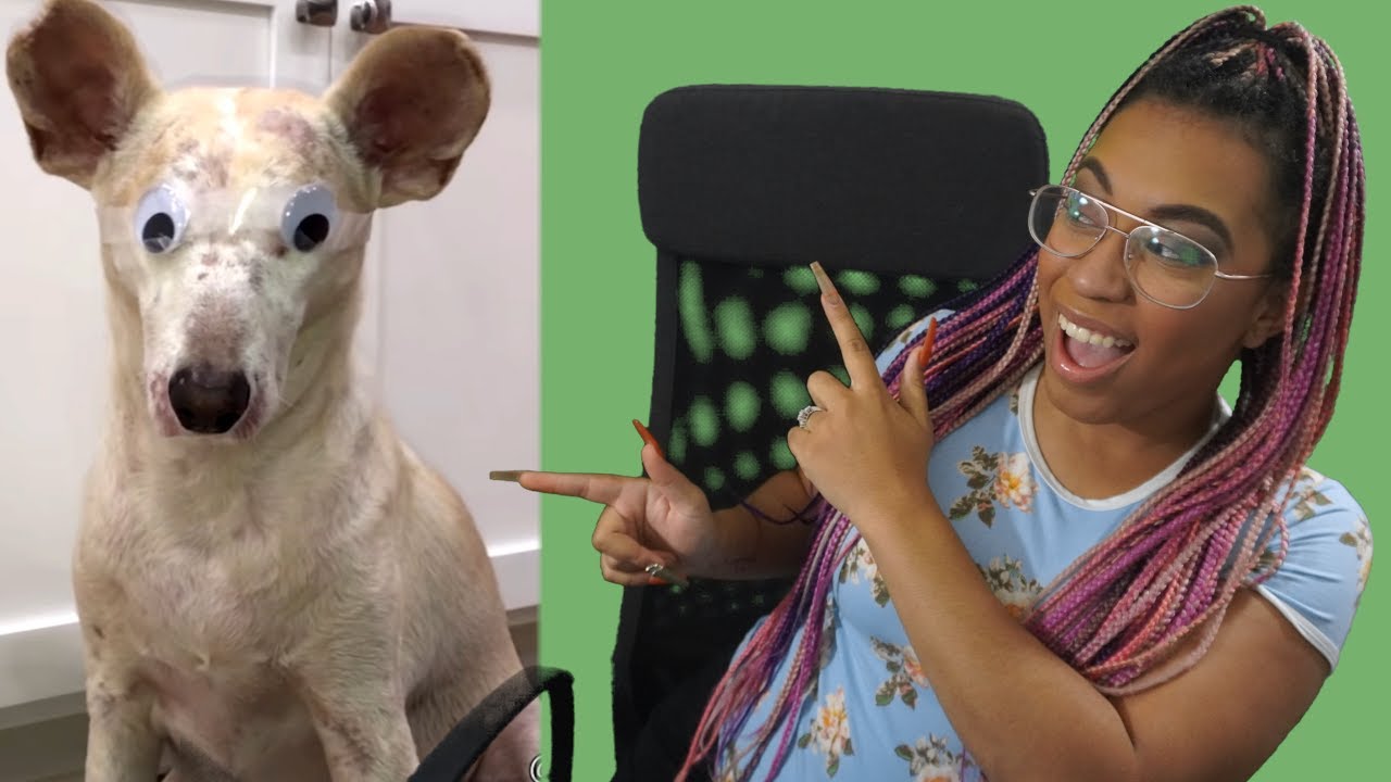 Daily Dose Of An Eyeless Dog with Googly Eyes! YouTube