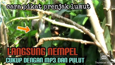 CARA AMPUH PIKAT BURUNG PRENJAK LUMUT dengan lem pulut dan MP3