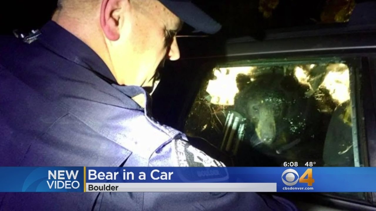 Deputies Help Bear Locked In Car YouTube