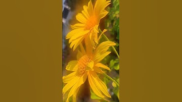 Anantha Then #rooftopflowers #rooftopgardens #homegarden #sunflower #80stamilhits #sjanaki#ilayaraja