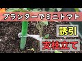 【ベランダ菜園】プランターで作るミニトマト、支柱立てと誘引