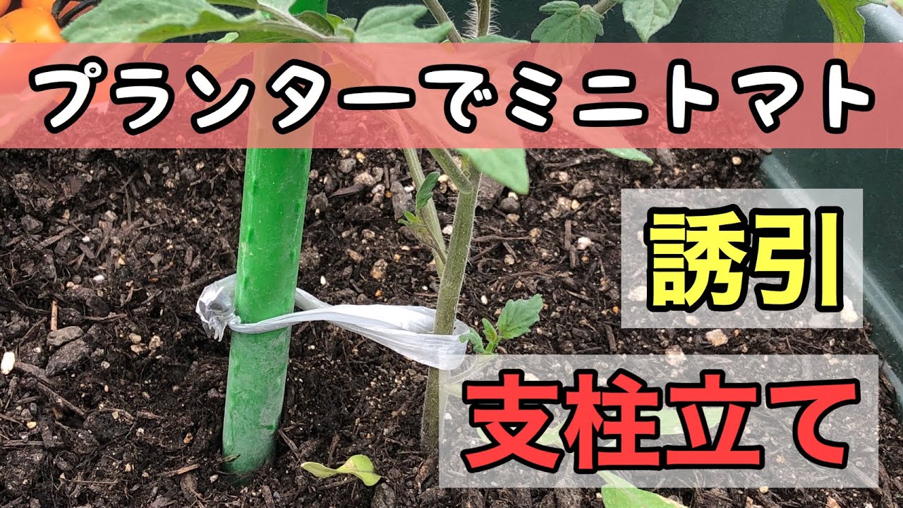 ベランダ菜園 プランターで作るミニトマト 支柱立てと誘引 Youtube