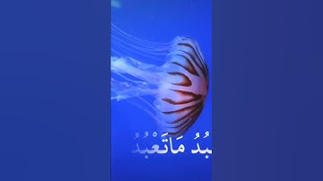 #راحة_نفسية _ سوره الكافرون 🤍 القارئ الطبيب #دويتو #واتساب #اكسبلور