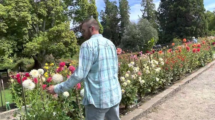 Exploring the dahlia garden in Tacoma WA
