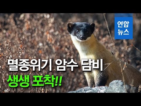 남양주서도 멸종 위기 <strong>담비</strong> 한 쌍 확인… 처음으로 포착 / 연합뉴스 (Yonhapnews)