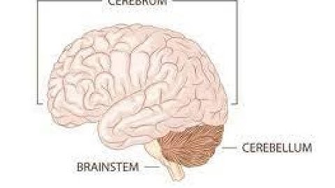 Cerebrum | THE LARGEST PART OF THE BRAIN | CLASS 8 ICSE #brain #class8biology #icseclass8 #class8