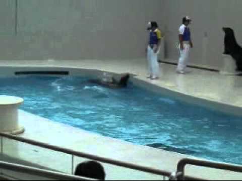 Crying Sea Lion Show