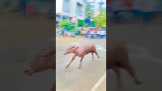 Buffalo Race Kolhapur..👑 #shorts #arfyads