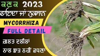 ਕੀ ਮਾਈਕੋਰਾਜਾ ਨਾਲ ਇਕ ਗਿੱठ ਜੜ੍ਹਾਂ ਲੰਬੀਆਂ ਹੋਣਗੀਆਂ? a scan of Mycorrhiza for roots