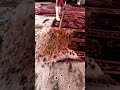Want to clean like a pro? Shop the tools used in this video below or check my profile BIO! 🛒👇