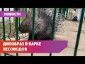 В уфимском парке Лесоводов появился дикобраз