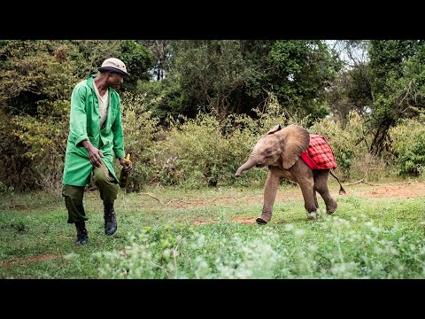 Video: Sheldrick Elephant Orphanage, Nairobi: Potpuni vodič