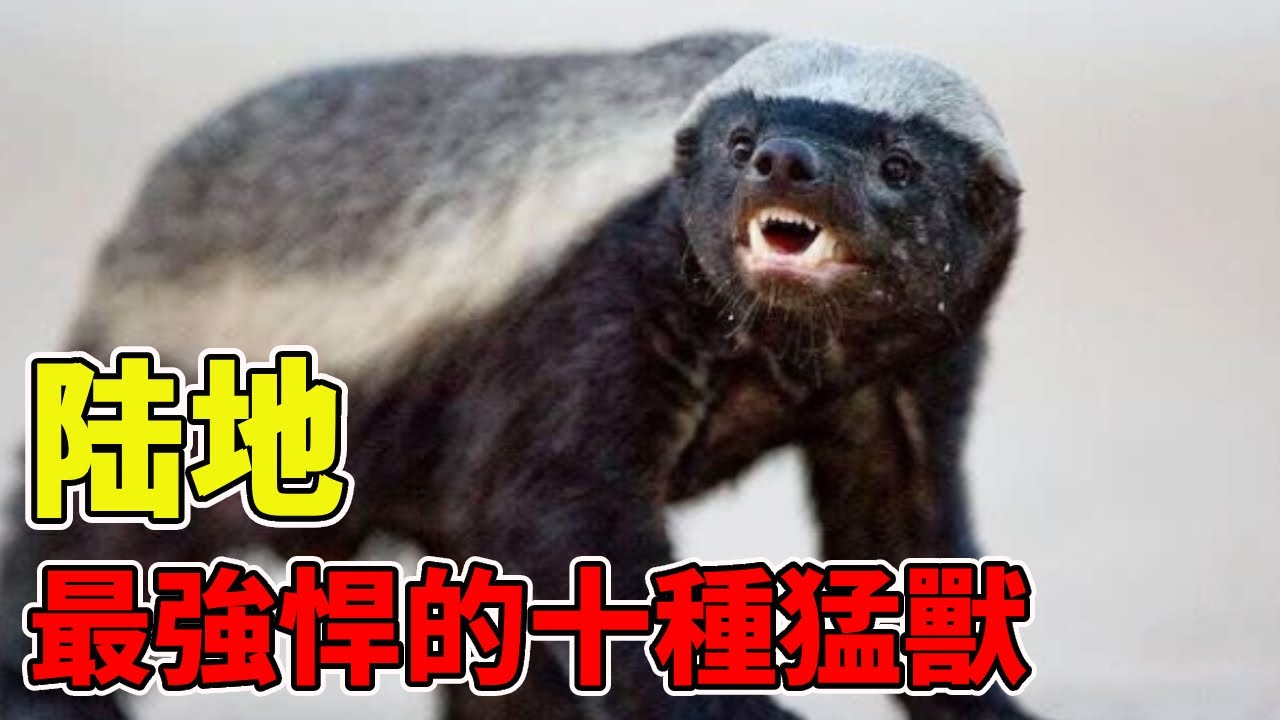 陸地上最強悍的十種猛獸,獅子竟只能墊底,第一名體型竟如此小【黑土日記】 - YouTube