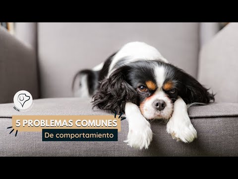 Video: 5 problemas de comportamiento comunes en los perros