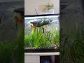 love this tank #fishtank #vibes #meditation #love #song #music #healing #calm #viral #shorts #smile