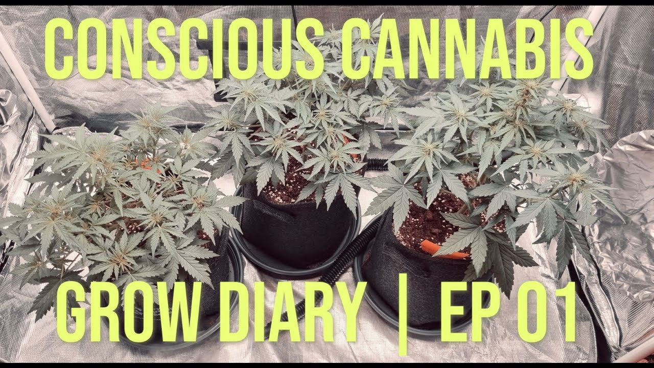 Royal Creamatic Auto | Grow Diary | Week 5 Defoliation & Stretch | EP01