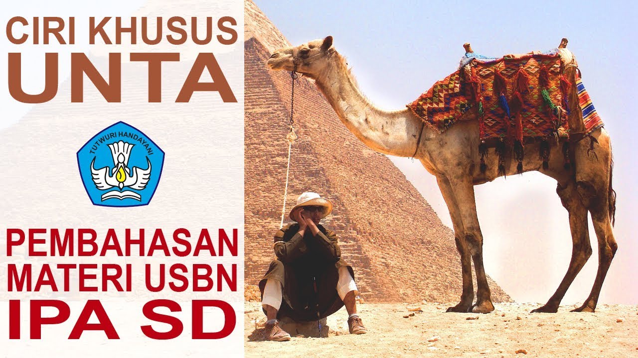 Ciri Khusus Unta Dan Fungsinya Idn Paperplane vrogue.co