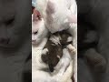 猫と子犬…！！！！！