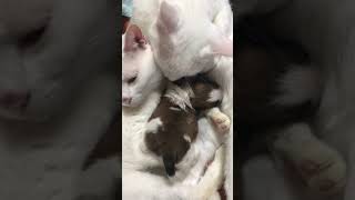 猫と子犬…！！！！！