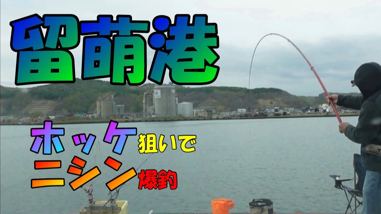 留萌港　ホッケ狙ってニシン爆釣