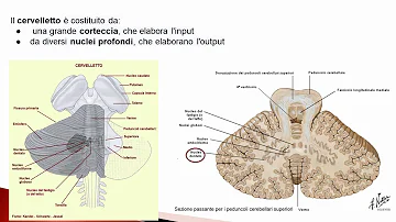Quale parte del cervello controlla equilibrio?