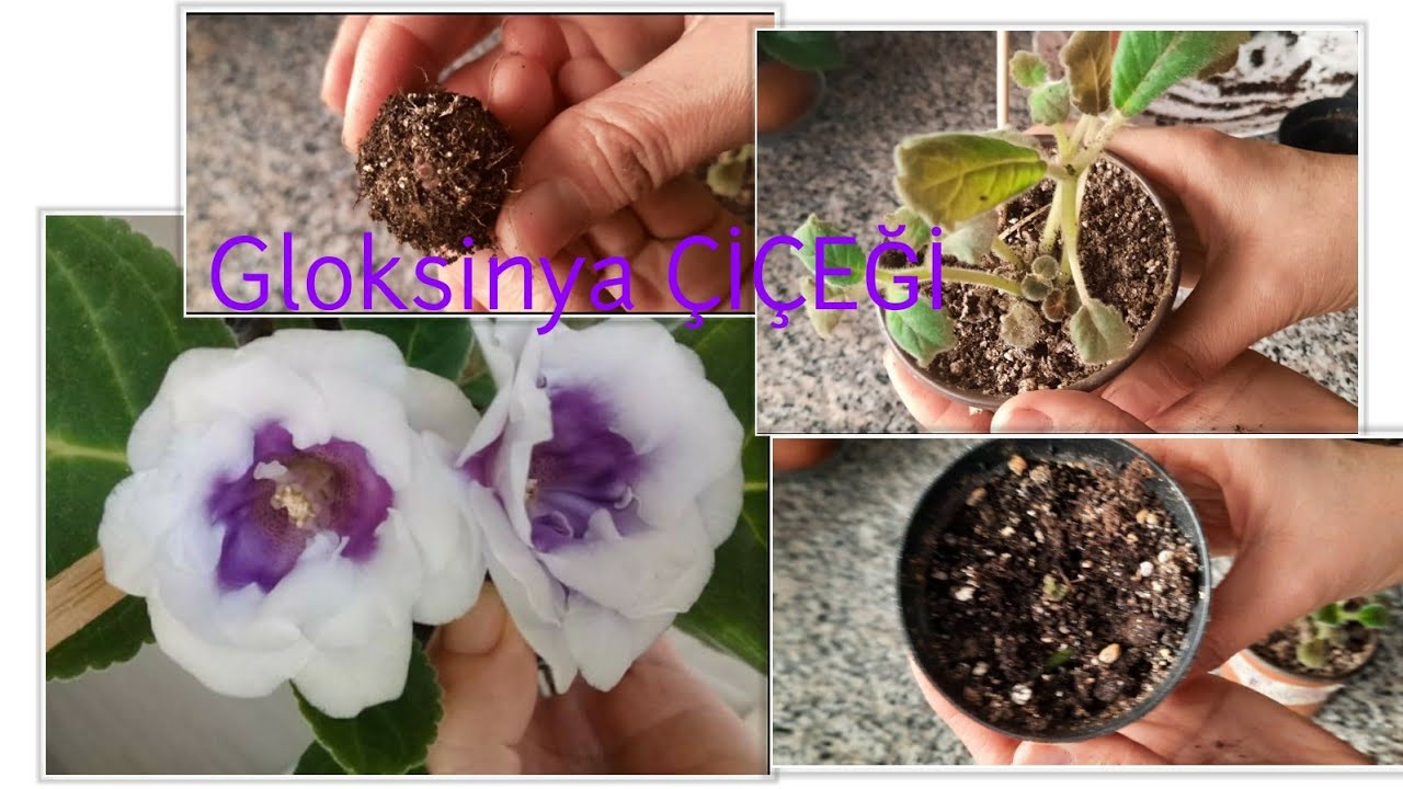 Bardak Menekşesi, Çiçeği Yumrusu nasıl Dikilir. Gloksinya Çiçek Açmıyor İse Ne Yapılmalı.