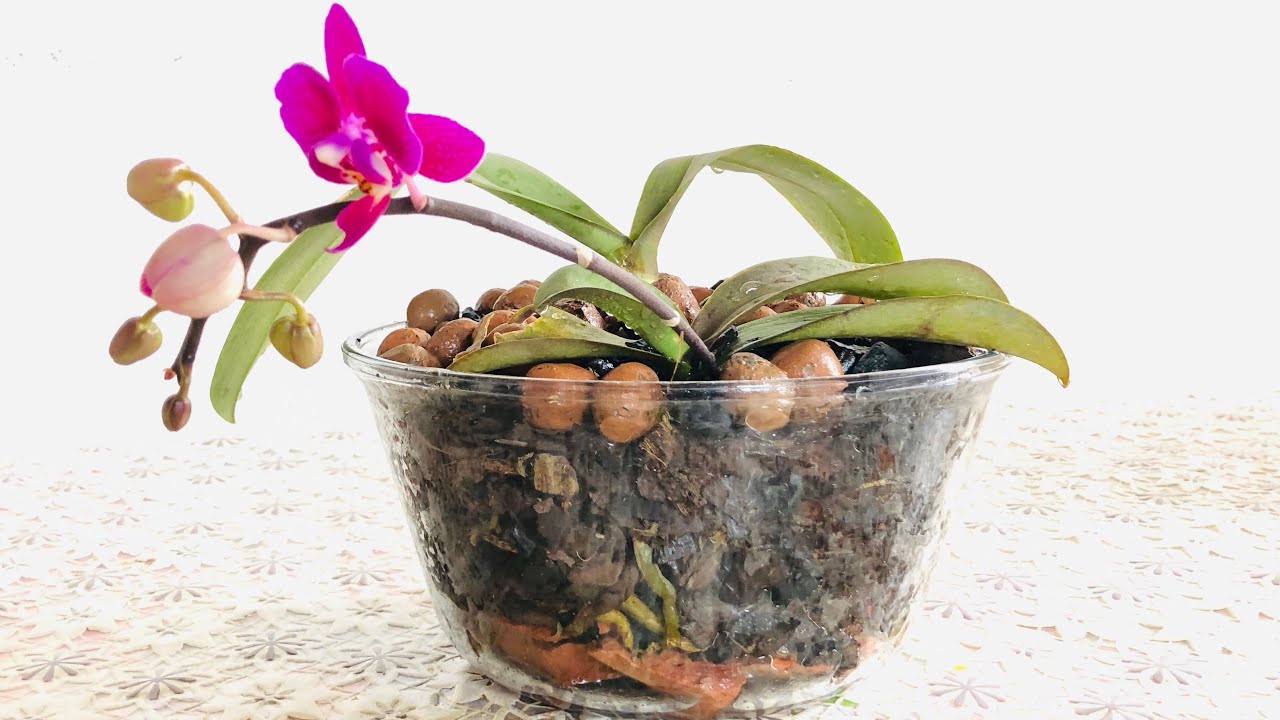 Como FAZER um ARRANJO de ORQUÍDEAS PHALAENOPSIS em VASO de VIDRO! REPLANTE