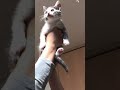 ライオンキング風こねこ。 #shorts  #cat  #disney